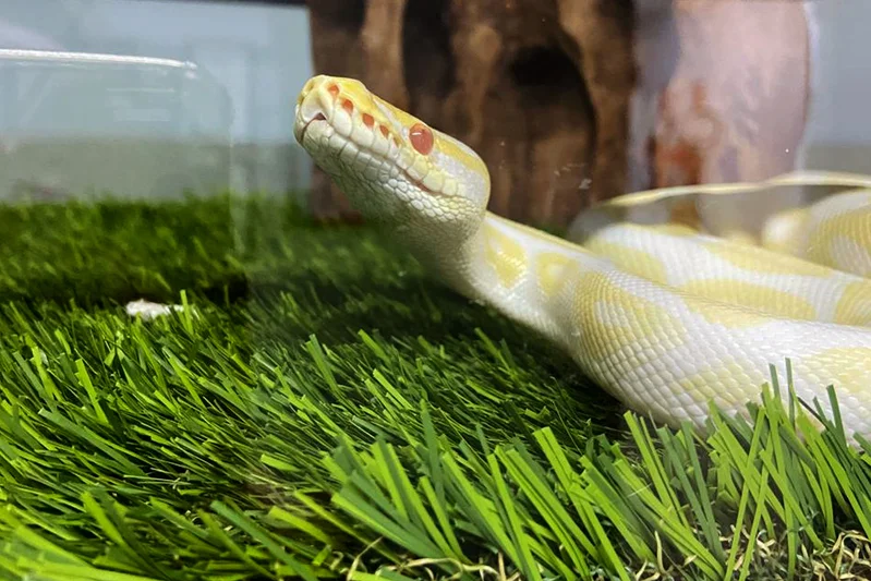 Cobra recebendo atendimento veterinário domiciliar especializado da Aconchego Pet