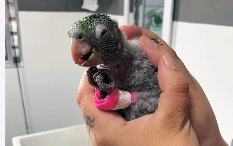 Papagaio recebendo cuidados veterinários domiciliares da Aconchego Pet