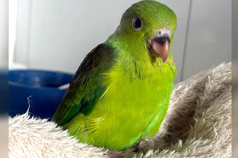 Papagaio recebendo atendimento veterinário domiciliar da Aconchego Pet
